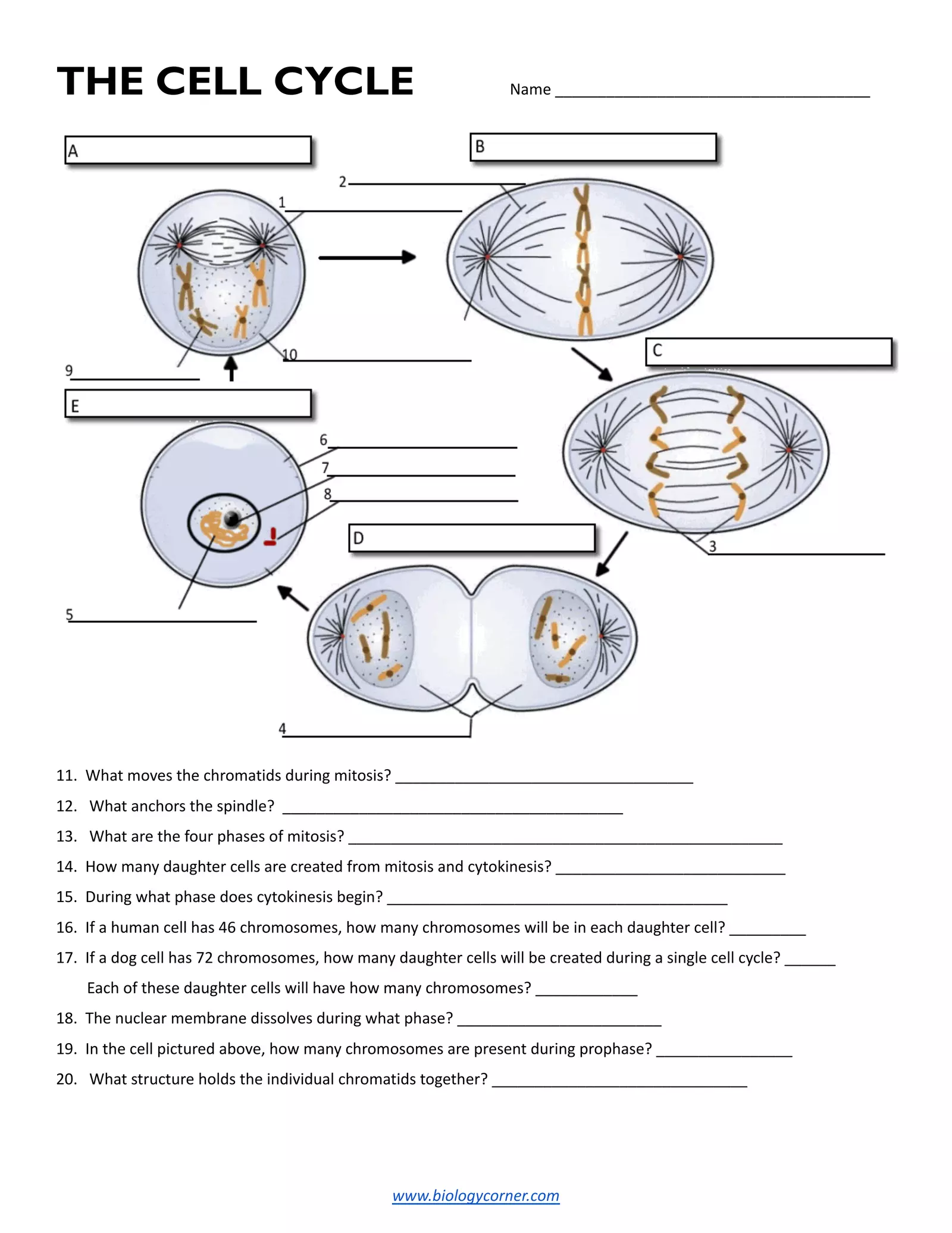 Эсийн мөчлөг Interactive Worksheet – Edform