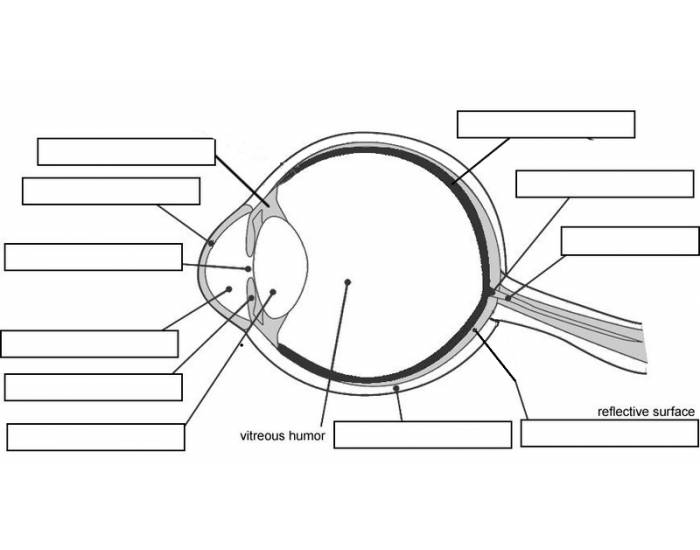 Parts of eye Interactive Worksheet – Edform