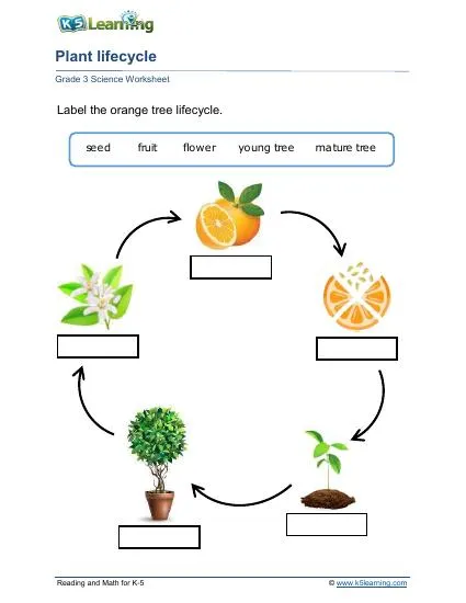 grade 3 plant lifecycle b interactive worksheet edform